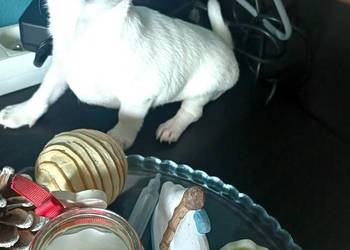 Biała  Zjawiskowa Dziewczynka Chihuahua