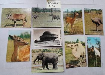 Stare pocztówki kartki pocztowe Chorzów Zoo Planetarium K-ce PRL retro Stare pocztówki kartki pocztowe Chorzów Zoo Planetarium K-ce PRL retro