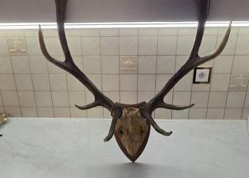 Poroze jelenia długość rogów 50cm