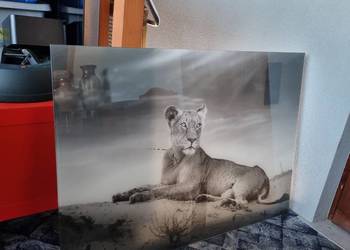 Szklany obraz lwicy 100x 70