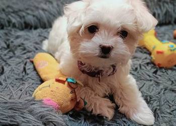 Maltańczyk,śliczna, malutka sunia