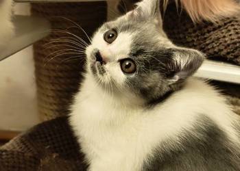 Brytyjski krótkowłosy