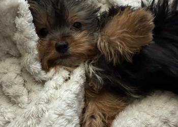 Yorkshire terrier chlopiec