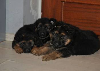 Owczarek Niemiecki Długowłosy - szczenięta FCI