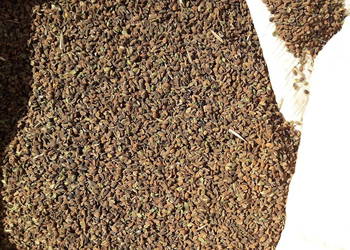 facelia błękitna 1000 kg zbiór 2025 uprawa bez chemii