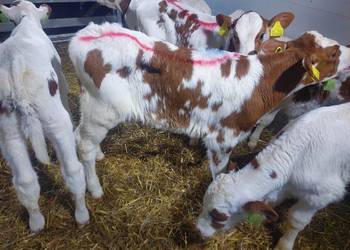 Sprzedaż cieląt Sieradz