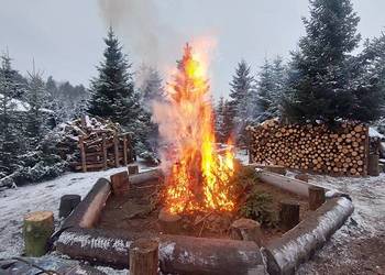 Dni otwarte na plantacji Mazowsze - jodły świerki 20000 sztuk