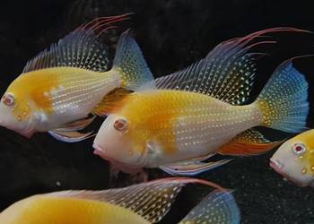 Kopik Heckela ALBINOS - Acarichthys - Kropik - Ziemiojad Kopik Heckela ALBINOS - Acarichthys - Kropik - Ziemiojad
