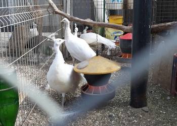 Sprzedam  pawie białe.