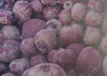 Sprzedam burak czerwony na paszę 0.25zl/kg