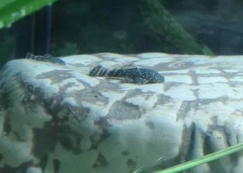 Rybki akwariowe glonojad zbrojnik Rybki akwariowe glonojad zbrojnik