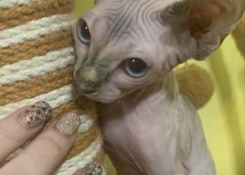 Sfinks Kanadyjski. Rezerwacja kotki.