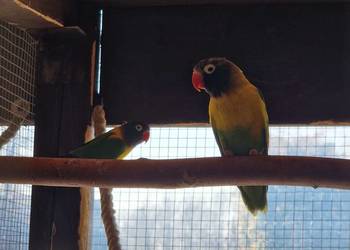 Nierozłączki czarnogłowe