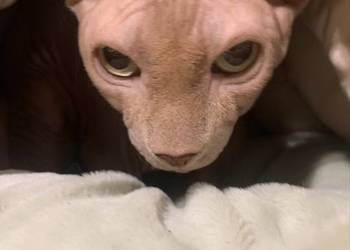 Sfinks Kanadyjski. Reproduktor. Sfinks Kanadyjski. Reproduktor.