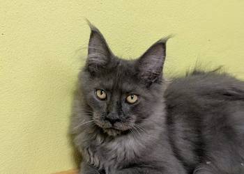 Ivett kocurek niebieski dymny Maine Coon Zapraszamy
