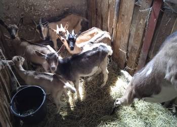 Kozlaki 5 miesieczne do chodowli po mlecznych matkach