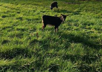 Mam na sprzedaż czarne kozy dwie siostry i jednego koziołka