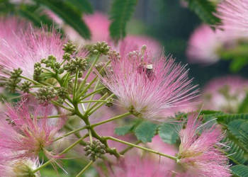 ALBICJA Albizia julibrissin - NASIONA 2000 sztuk - 100g.