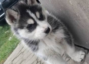 Szczenięta Husky