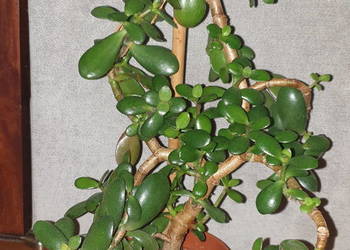 Grubosz, crassula ovata, drzewko szczęścia, nr 3