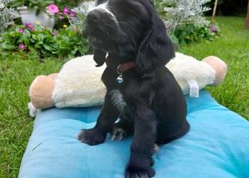 Cocker spaniel angielski czarna suczka