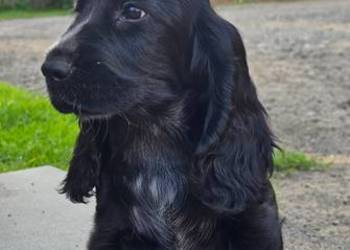 Cocker Spaniel Angielski