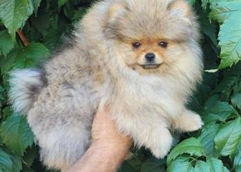 Szpic miniaturowy pomeranian-suczka ZKwP FCI
