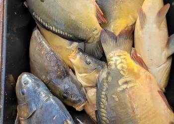 Karp handlowy - HURT