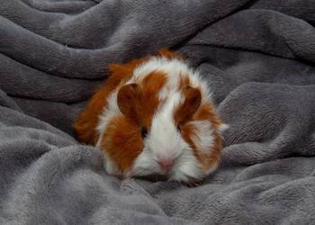 świnka morska cavia domowa  SAMIEC