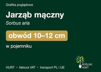 Jarząb mączny (Sorbus aria) obwód 10-12 cm, w pojemniku – HURT