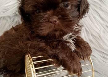 Gotowy do odbioru Czekoladowy piesek rasy Shih-Tzu