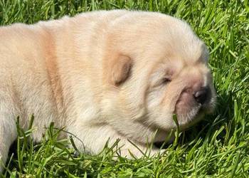 Suczka chow chow