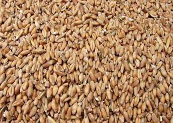 Pszenżyto 2025 tegoroczne Pszenżyto 2025 tegoroczne