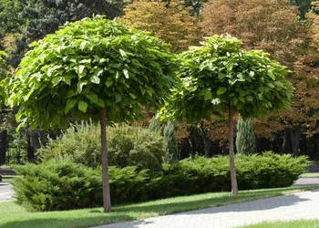 Katalpa 'Nana' Catalpa szczepione na wys. 1,5m - 2,3m