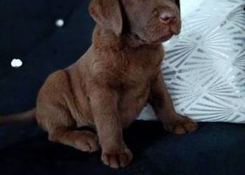 Labrador Retriever Piesek