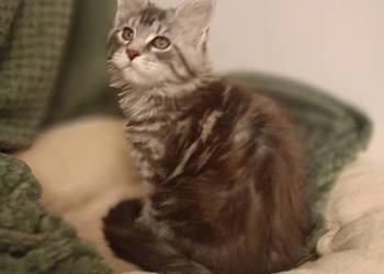 Kotka Maine Coon rodowód FPL