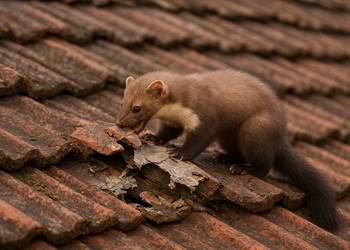 Wycena szkody po kunach, Kosztorys szkód po kunie do ubezpieczenia
