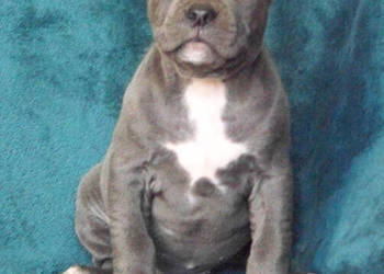 American Staffordshire Terrier Blue Amstaff Szczeniak Suczka