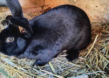 Króliki rasy czarnej  3 samice 1 samiec