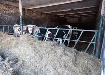 Jałówka wysokocielna