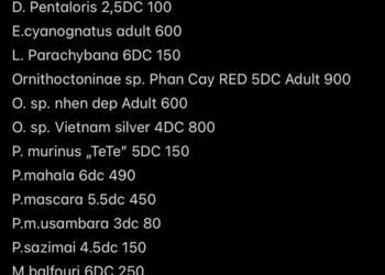 Ptaszniki pająki pająk skakun skorpion