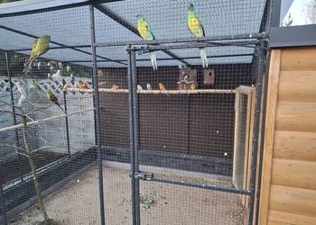 Papugi barnad klonkulsi para