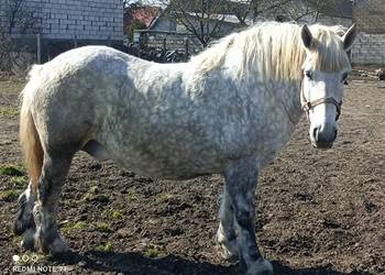 Klacz zimnokrwista zrebna