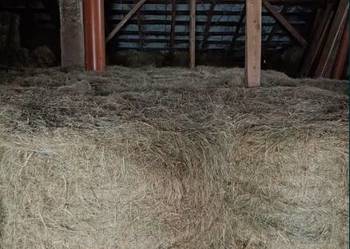 Siano bele baloty 120x120 po prasie pasowej