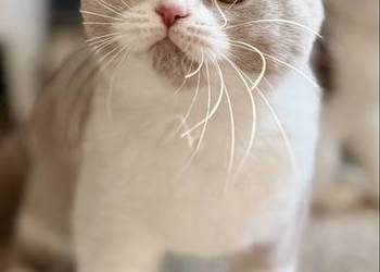 brytyjski kocurek bikolor płowy