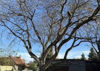 Sprzedam drewno orzech włoski lubuskie