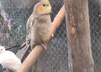 Nimfy, młode  z 2025roku