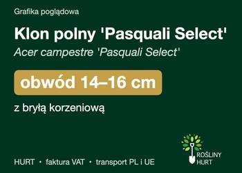 Klon polny 'Pasquali Select' obwód 14-16 cm, z bryłą – HURT