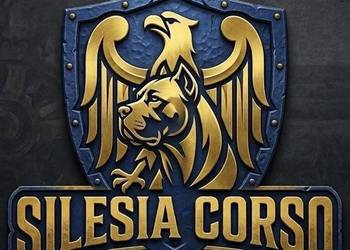 Cane Corso – szczenięta | ur. 05.02.2026 | po rodzicach z rodowodami