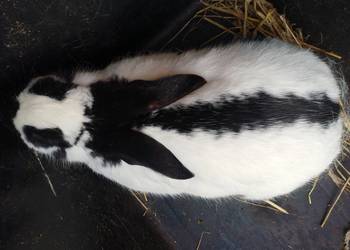 Królica srokacz niemiecki